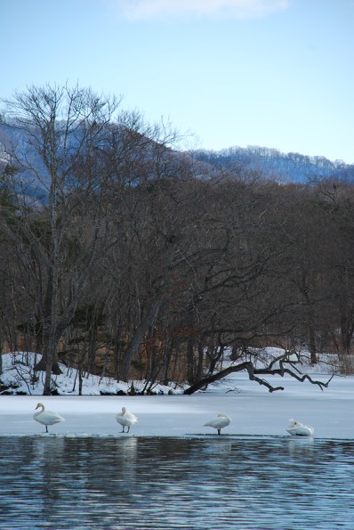 北海道の白鳥VS東北の白鳥