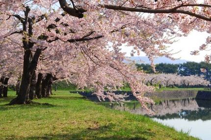 ピンクに染まった五稜郭公園