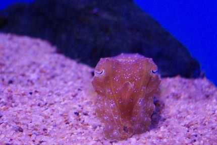北海道脱出→浅虫水族館へ