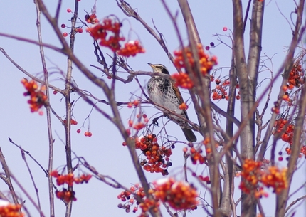 コトリさんの鳴き声に誘われて