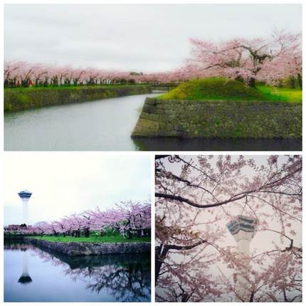 五稜郭公園の桜もよう