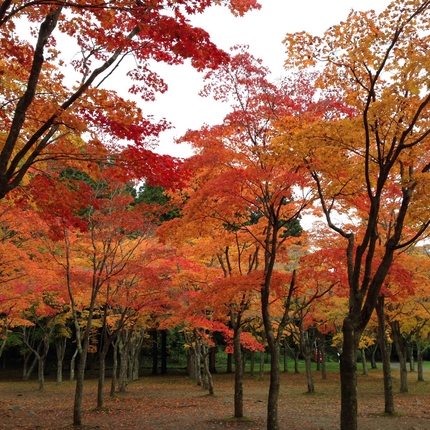 錦秋のダム公園