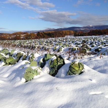 雪キャベツ