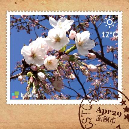 桜が咲いた