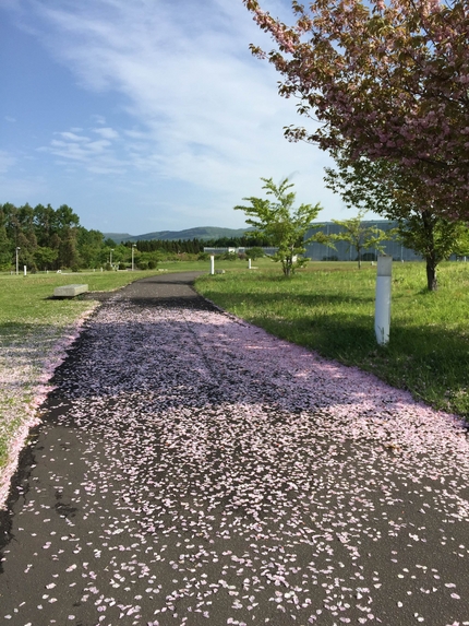 桜小道