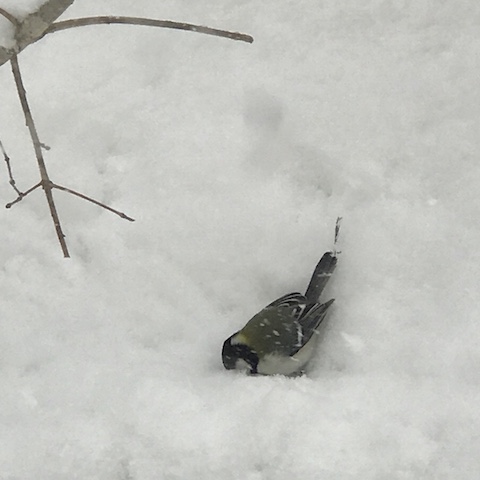 ここにも何かあるかな? 雪が降...