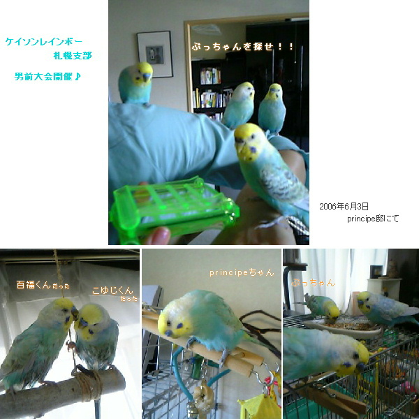 札幌での出来事　ALLセキセイ...