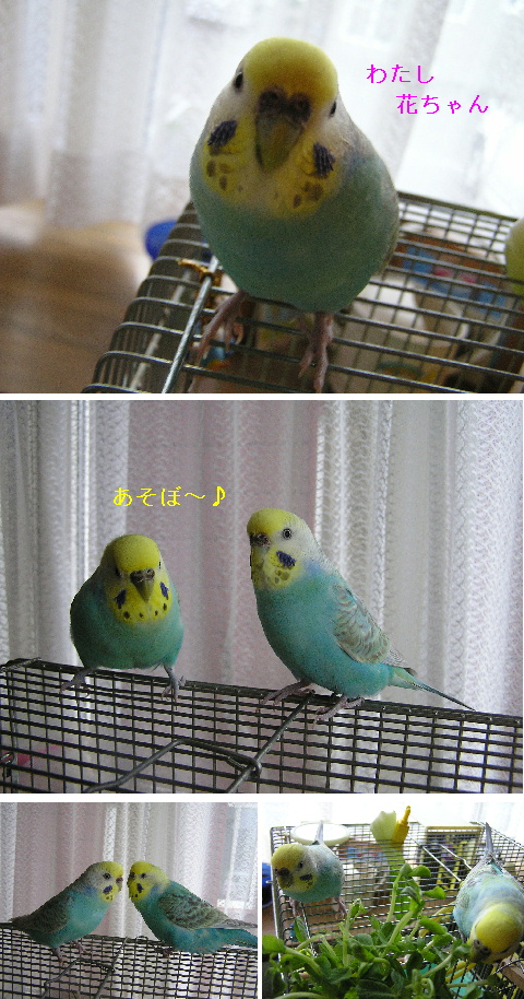 花ちゃんがやってきた♪