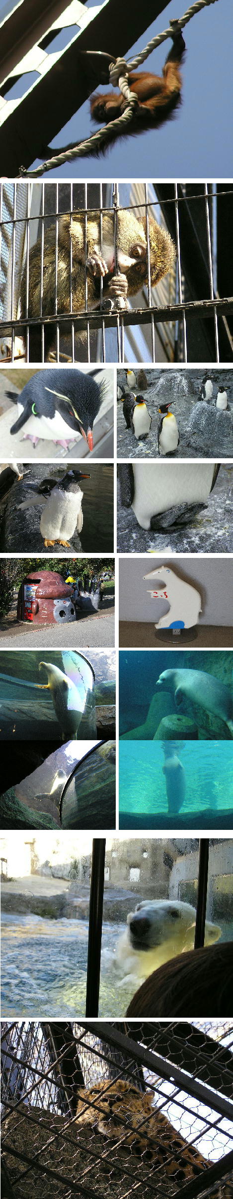秋の旭山動物園♪
