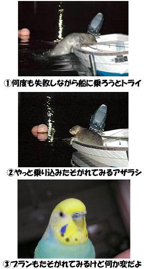まったりあざらしさん
