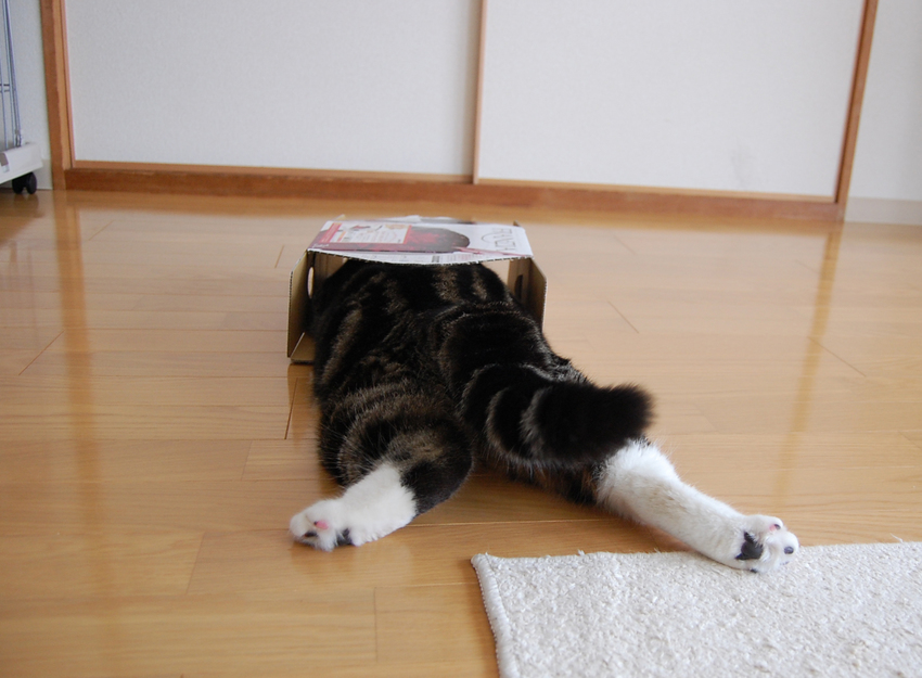 A wonderful cat!