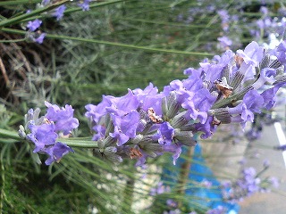 ２回目の歯科治療とハーブの花