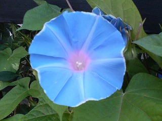 夏の花　アサガオ