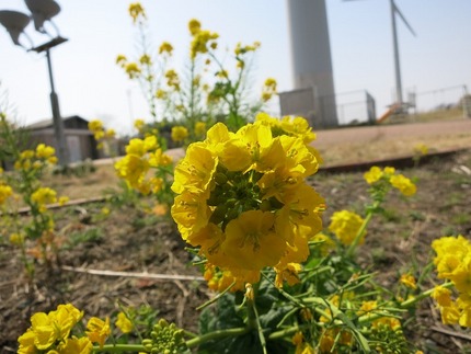 宮川公園の菜の花