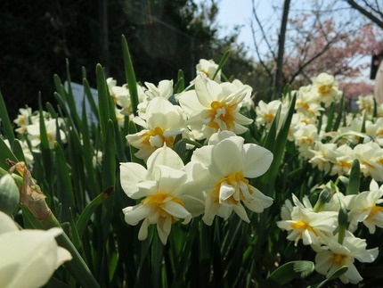 宮川公園の水仙の花