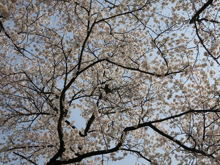 公園の見事な桜の木を下から撮り...