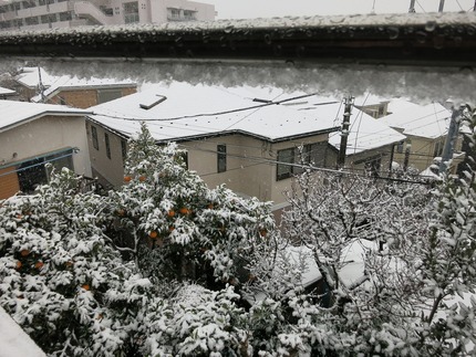 横浜はまた雪