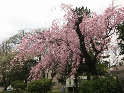 近所の しだれ桜