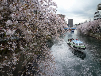 横浜・大岡川の船からの花見客