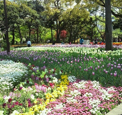 横浜公園のチューリップは満開で...