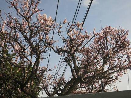 庭の梅の花が咲き始めました