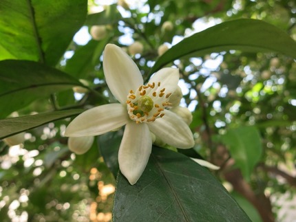 夏みかんの花が狂い咲き