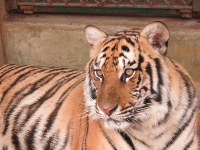 Taiger Kindam