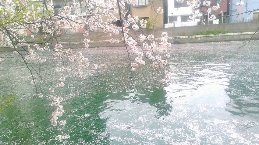 2016.4.8 大岡川は桜吹...