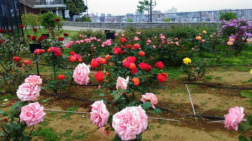 2016.5.9 野毛山公園の...