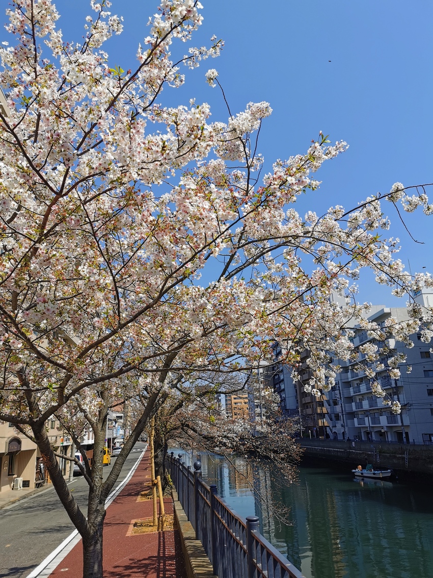 2020.3.26 大岡川の桜