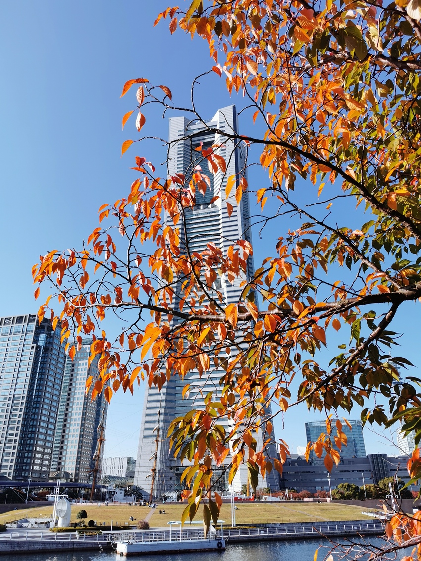 汽車道の紅葉