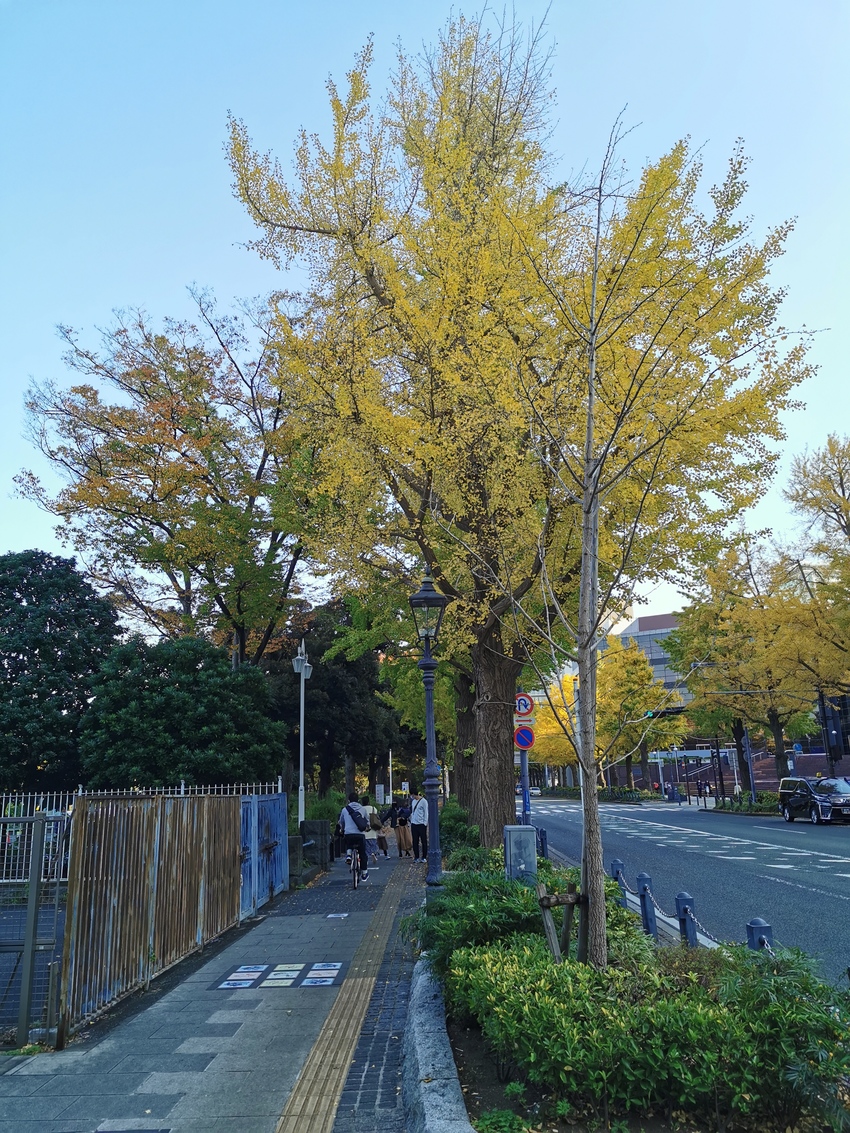 山下公園のイチョウの紅葉