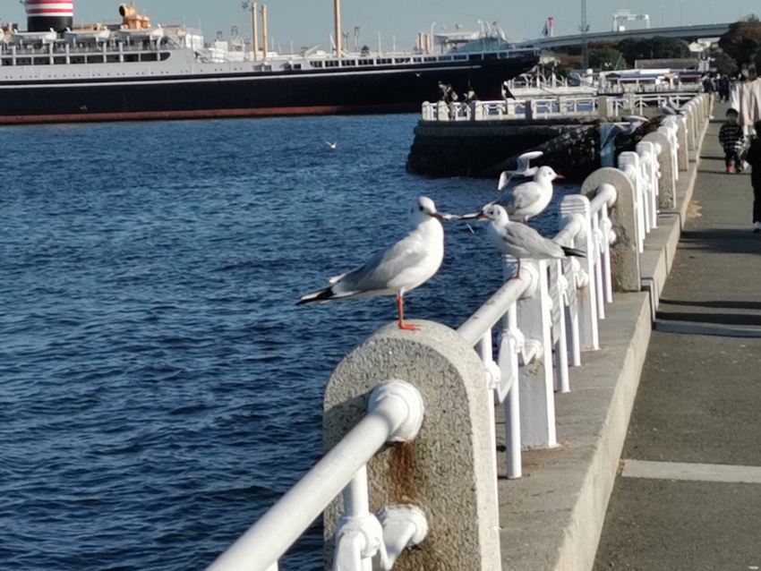 山下公園のゆりかもめ