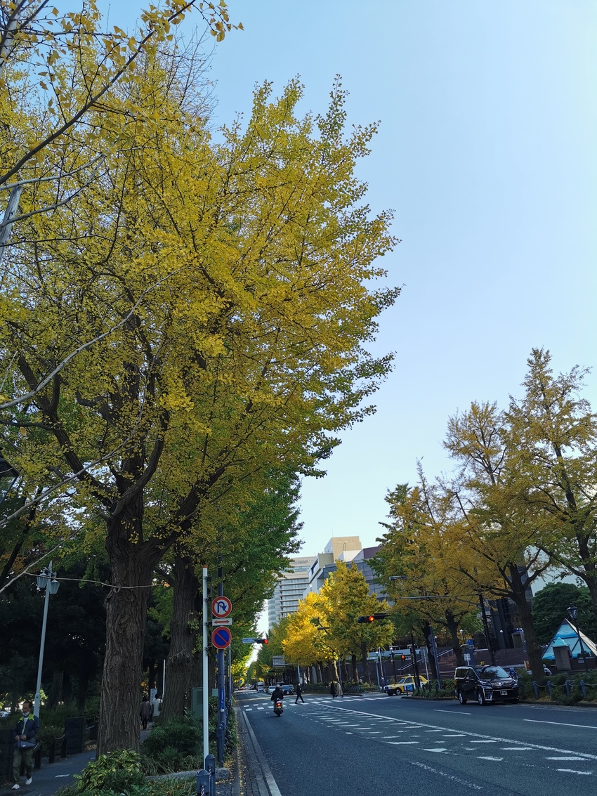 山下公園のイチョウの紅葉