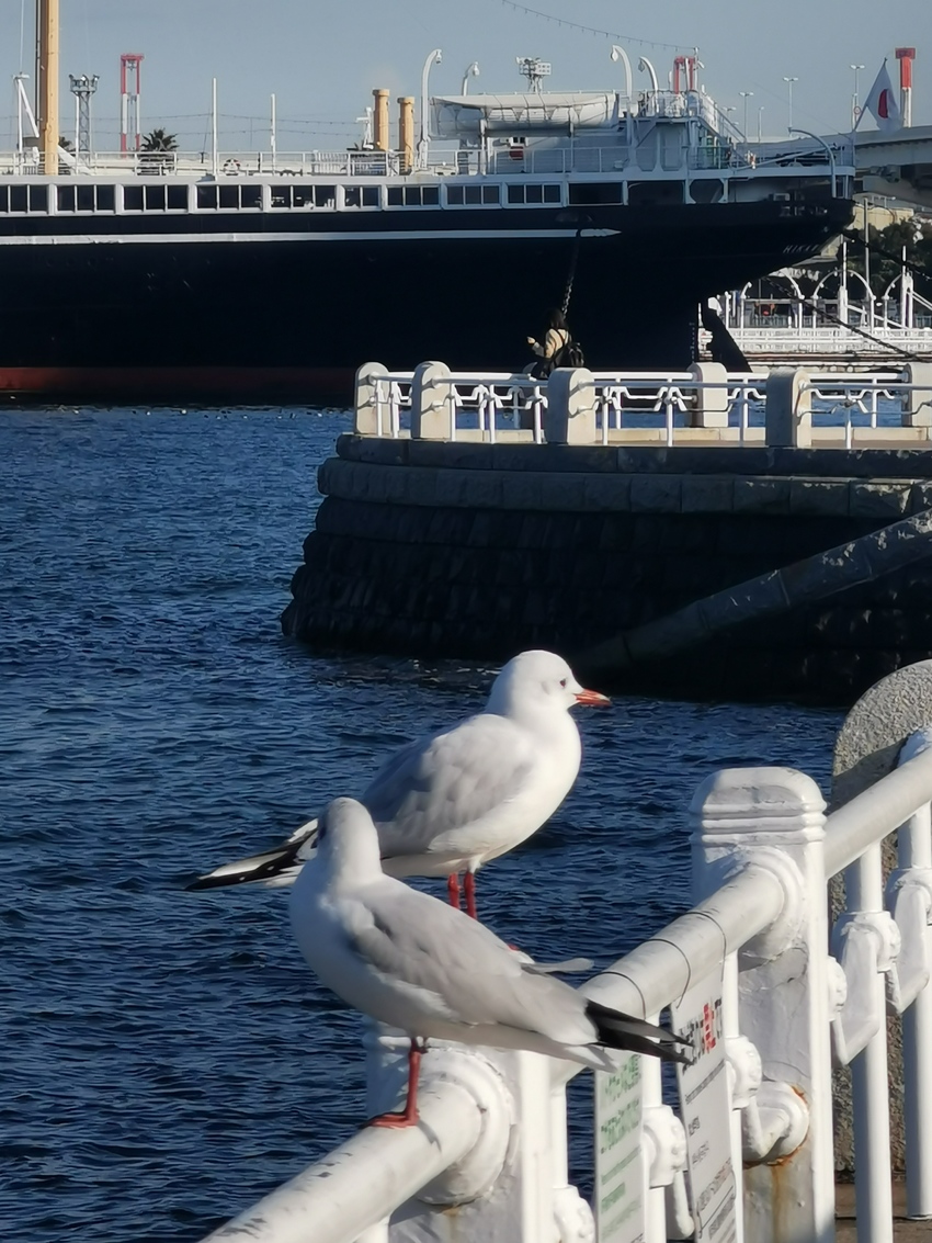 山下公園のゆりかもめ