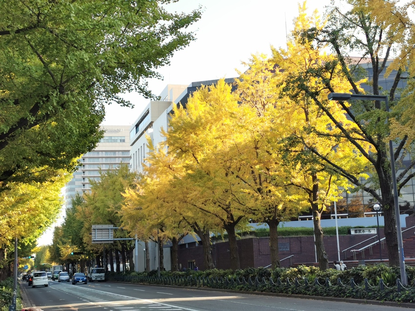 山下公園のイチョウの紅葉