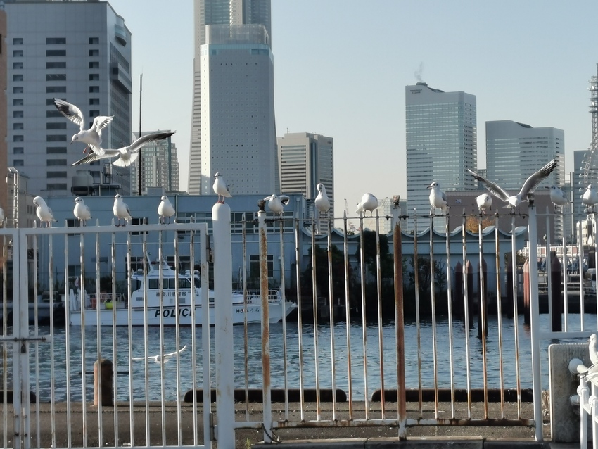 山下公園のゆりかもめ