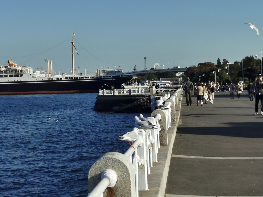 山下公園のゆりかもめ