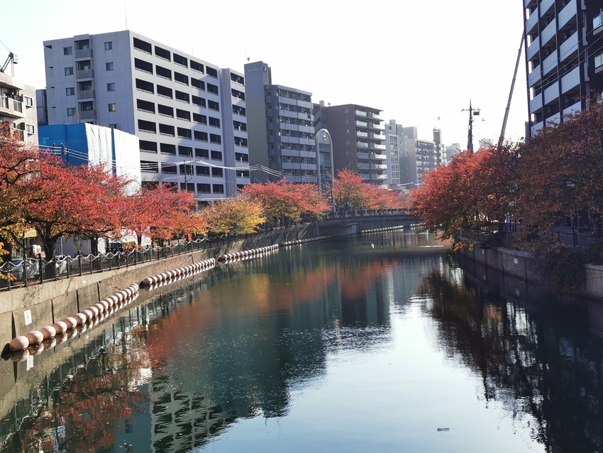 大岡川の桜の紅葉