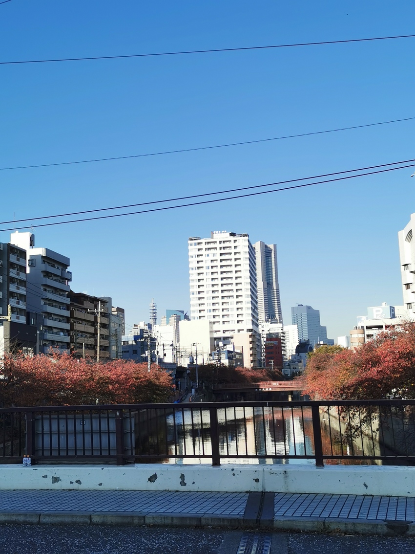大岡川の桜の紅葉
