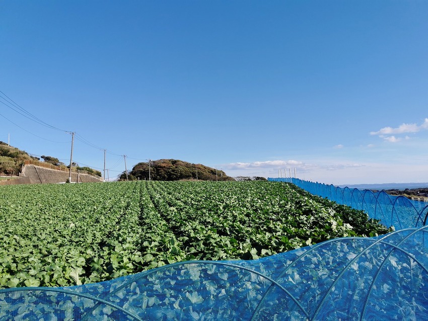 三浦大根畑