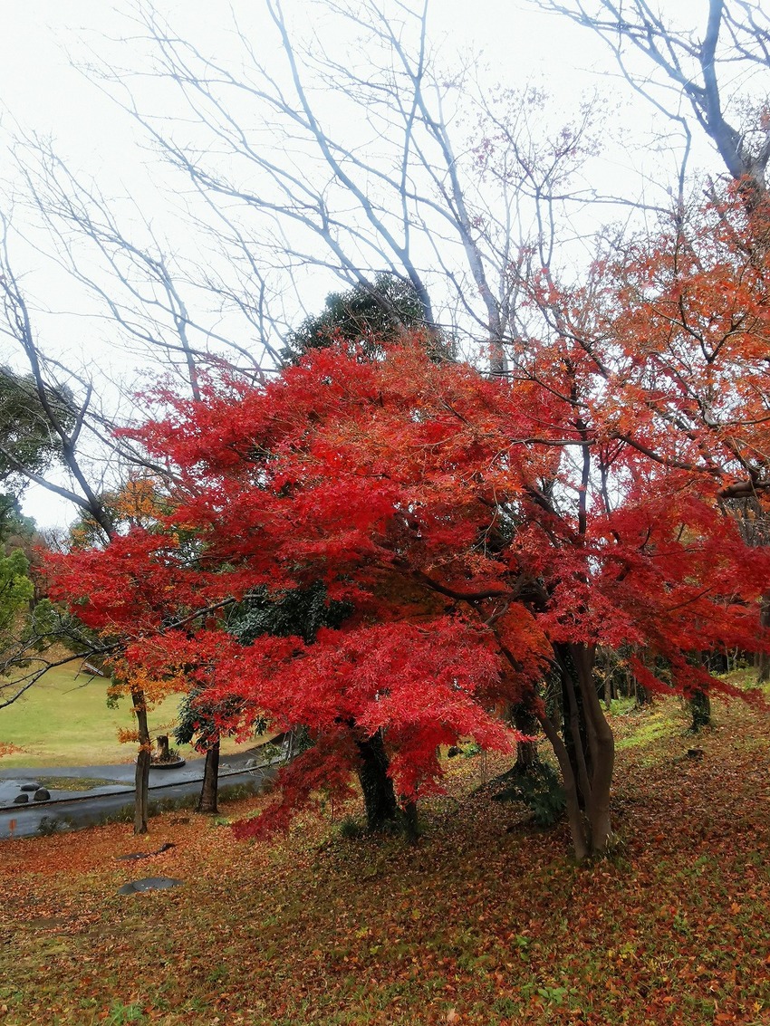 2021.12.8 近所の公園...