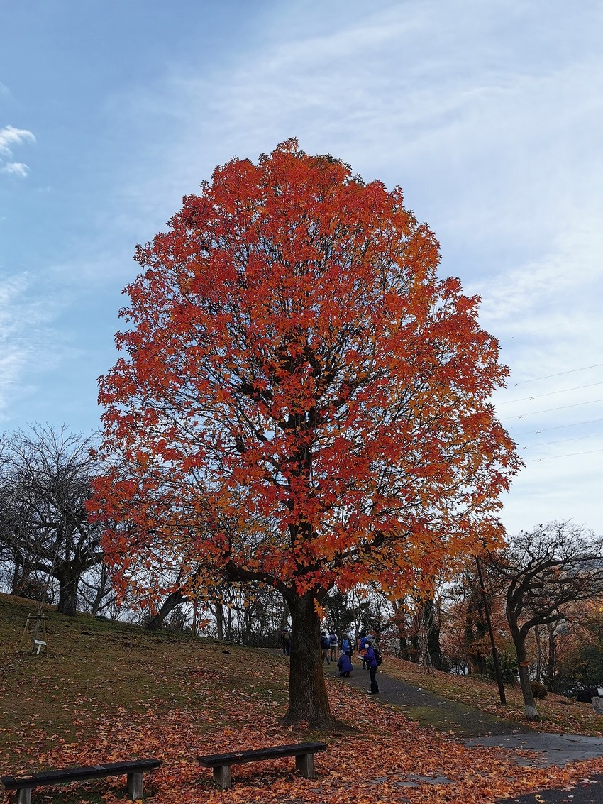 津久井湖の紅葉