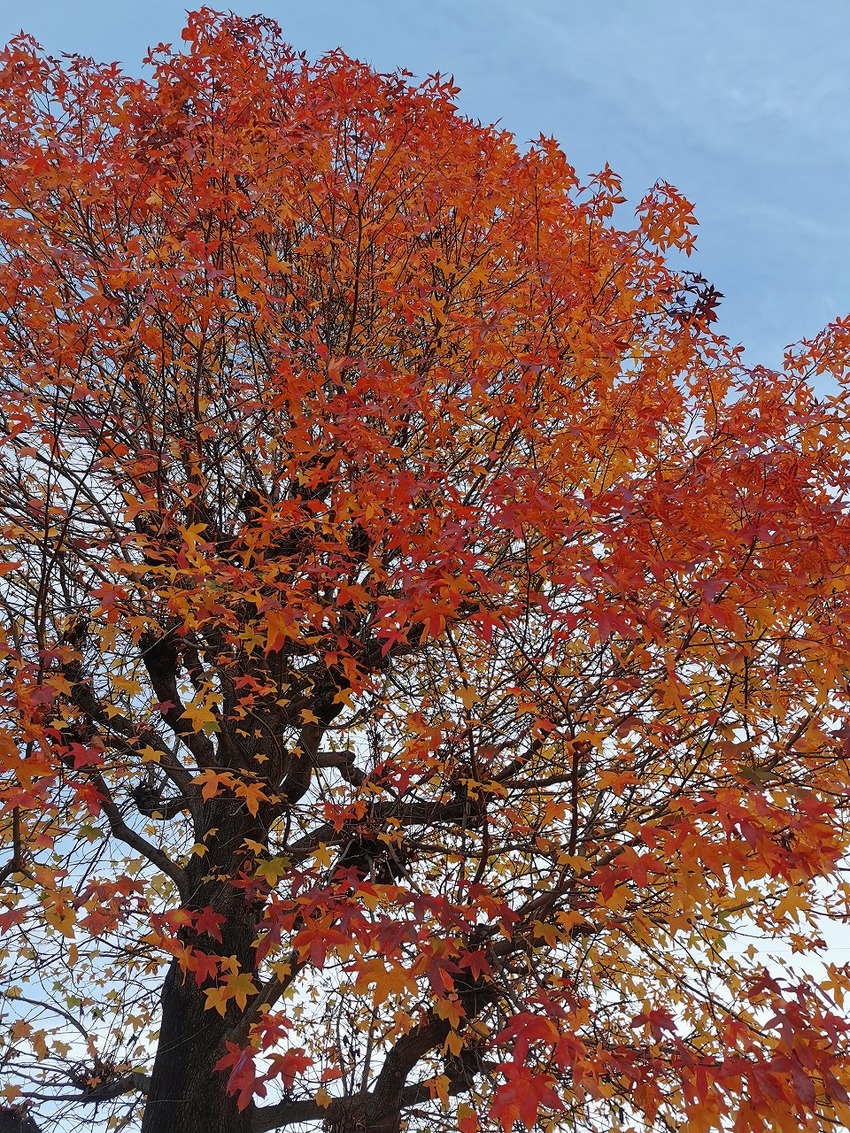 津久井湖の紅葉