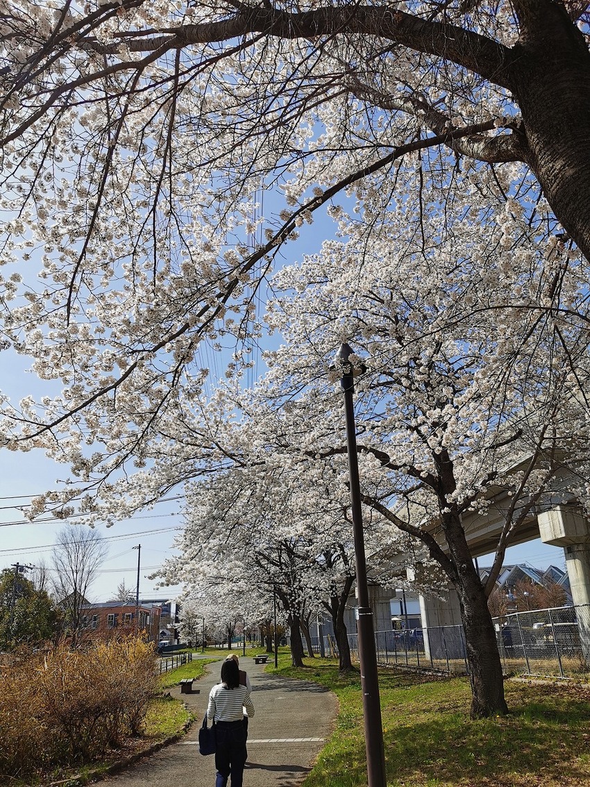 桜は満開
