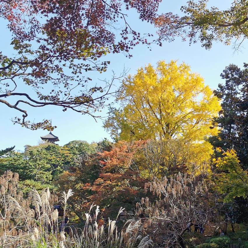 三渓園の紅葉