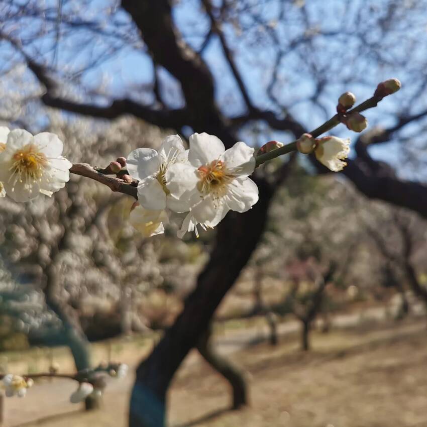 三渓園の梅満開