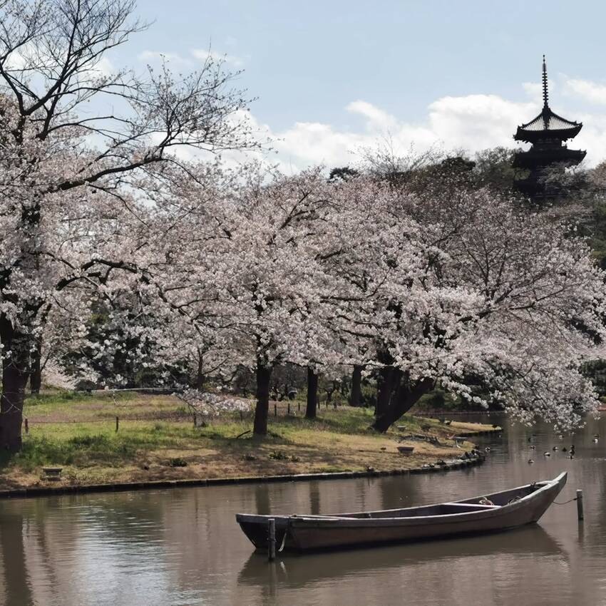 三渓園は桜が満開