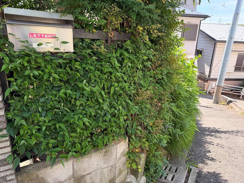 生垣をスッキリ