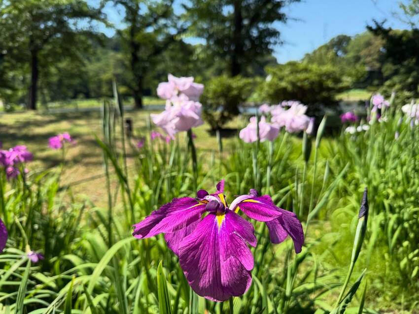 久々の三渓園